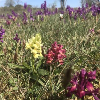 Adam och Eva, ST Pers Nycklar på Vickleby alvar