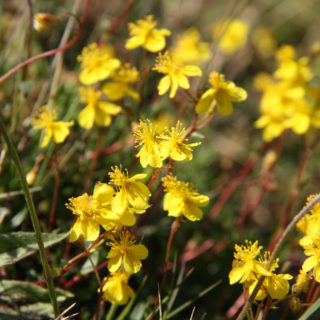 Ölands solvändan, Ölands landskapsblomma, är endemisk och växer endast på Öland.