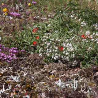 Timjan, såpört, röd getväppling och masklav ärnågra av de alvarsväxter som syns på bilden