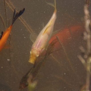 Guldfiskar i en liten källa på Öland, vid Skarpa Alby.