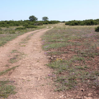Alvarsväg mellan Skarpa Alby och Dröstorps ödeby, på östra Öland.