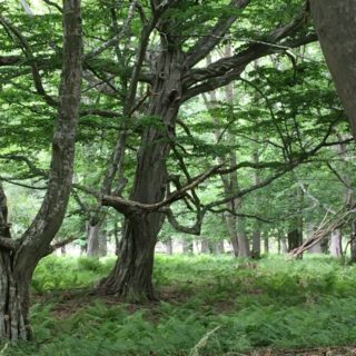 Caroline_Ottenbylund