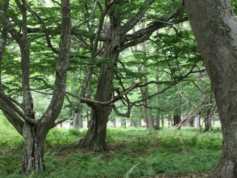 Caroline_Ottenbylund