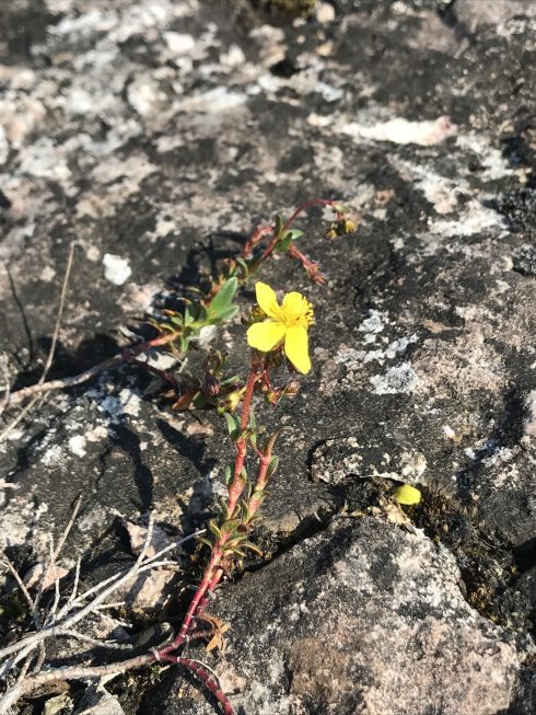 Eva . Ölandssolvända på kalksten